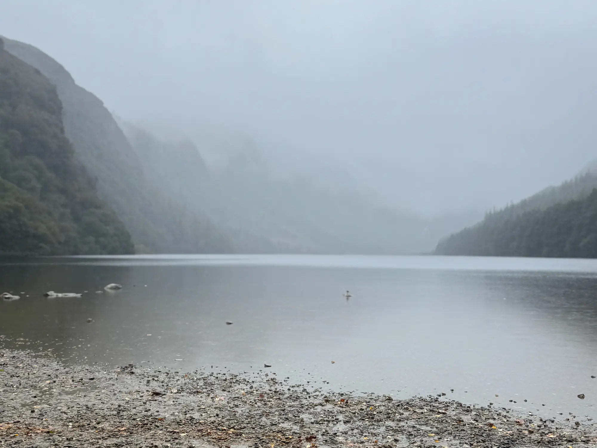 Evergreen trees rising out of mist